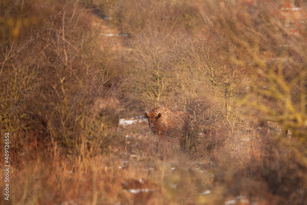 European bison moving through the bushes. Bison in winter time. European wild animals. Young curious european bison. European bison moving through the bushes. Bison in winter time. European wild animals. Young curious european bison.