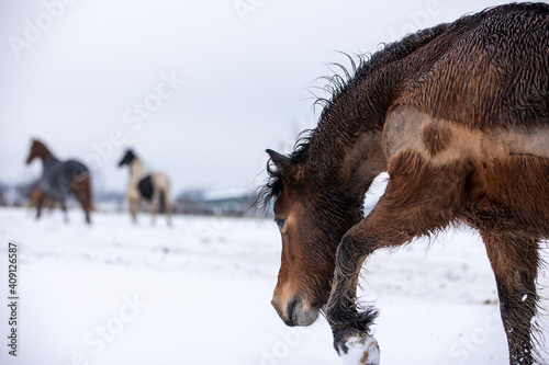 Pferde auf schneebedeckter Koppel