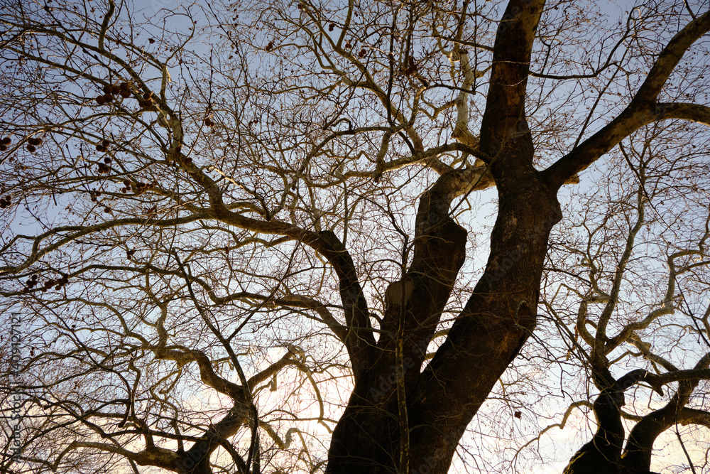Huge and very old plane tree (planatus orientalis) ages of 747 years in Gölyazı (Apolyont) in Bursa, Turkey with sun shine background. 