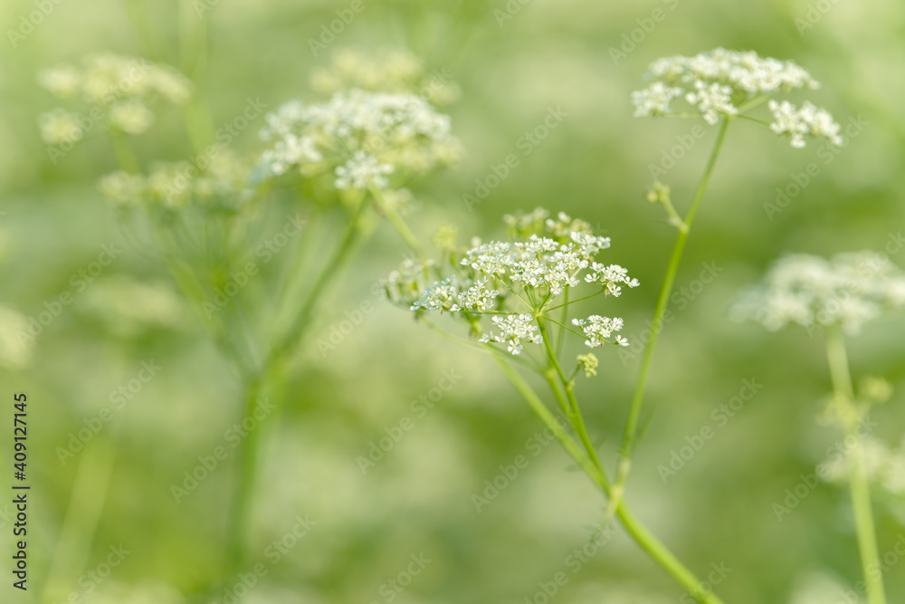 Anise flower field. Food and drinks ingredient. Fresh medicinal plant. Seasonal background. Blooming anise field background on summer sunny day.