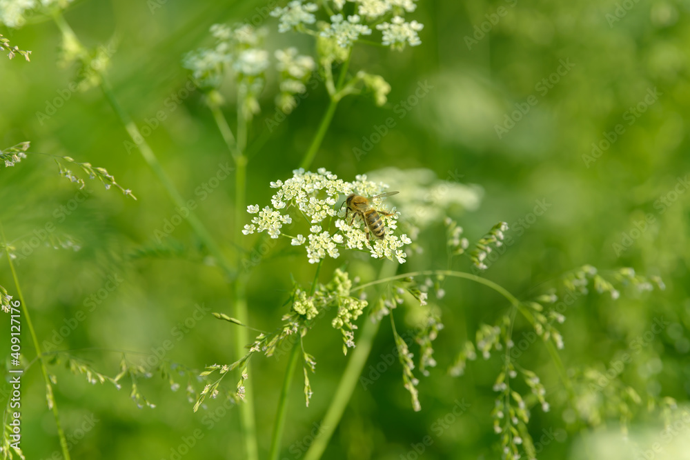 Bee collects pollen for honey. Anise flower field. Food and drinks ingredient. Fresh medicinal plant. Seasonal background. Blooming anise field background on summer sunny day. Bee collects pollen for honey. Anise flower field. Food and drinks ingredient. Fresh medicinal plant. Seasonal background. Blooming anise field background on summer sunny day.
