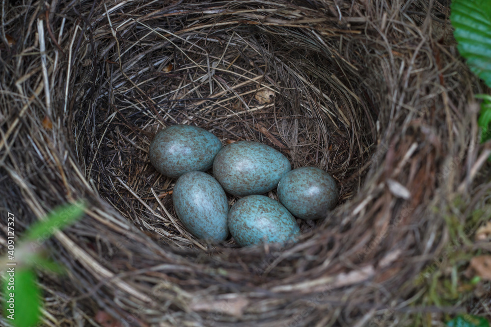 Bird Eggs In Nest Bird Eggs In Nest