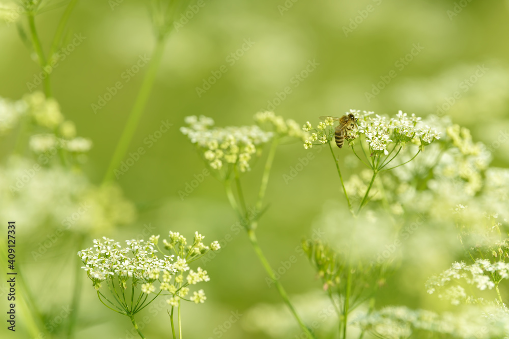 Bee collects pollen for honey. Anise flower field. Food and drinks ingredient. Fresh medicinal plant. Seasonal background. Blooming anise field background on summer sunny day. Bee collects pollen for honey. Anise flower field. Food and drinks ingredient. Fresh medicinal plant. Seasonal background. Blooming anise field background on summer sunny day.