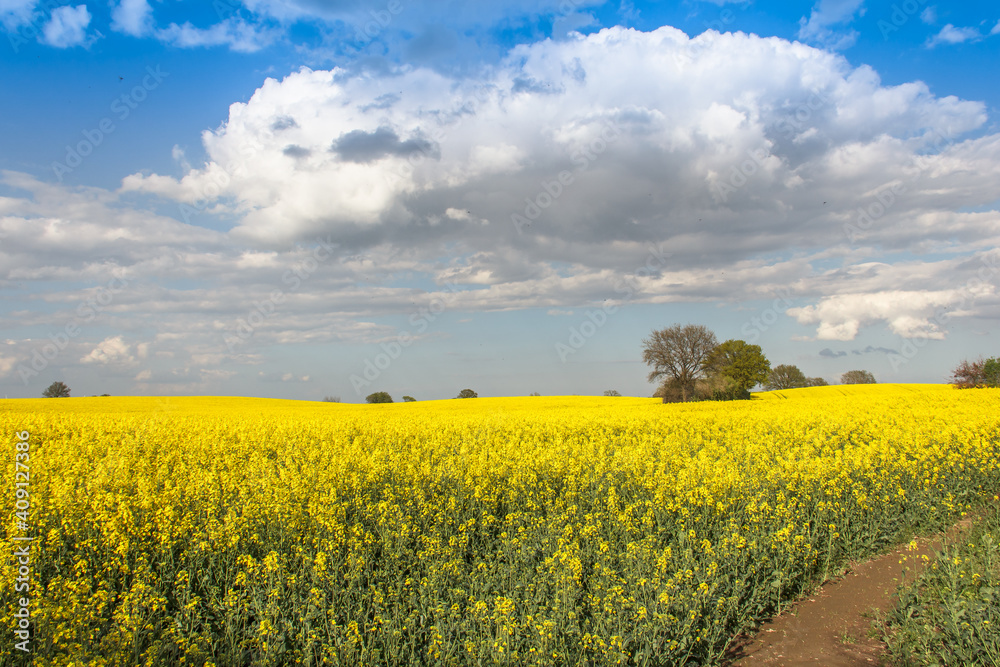 Rape Field