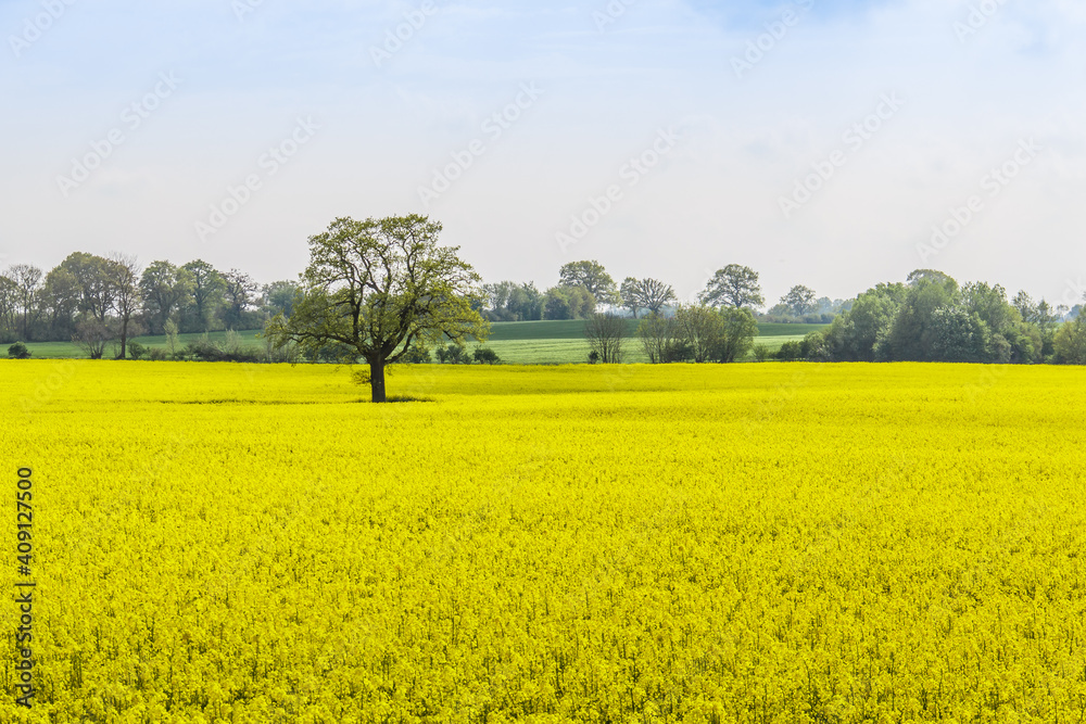 Rape Field Rape Field