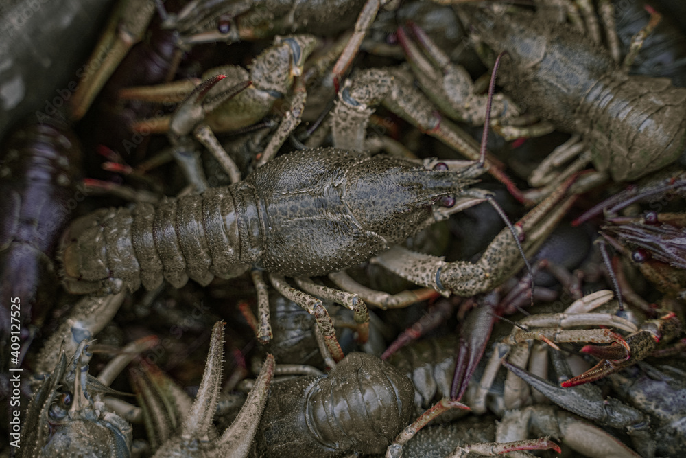 Astacus or cancer or lobster or crayfish or crawfish or. Crustaceans. Delicacy, gourmet food. Selective focus, close-up. Astacus or cancer or lobster or crayfish or crawfish or. Crustaceans. Delicacy, gourmet food. Selective focus, close-up.
