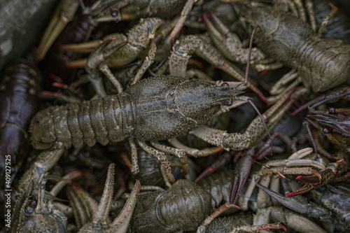 Astacus or cancer or lobster or crayfish or crawfish or. Crustaceans. Delicacy, gourmet food. Selective focus, close-up.