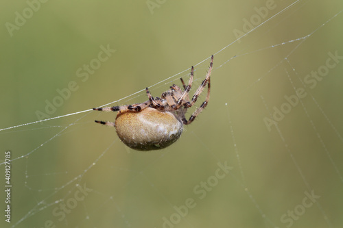 Quadro em tela Cross Spider