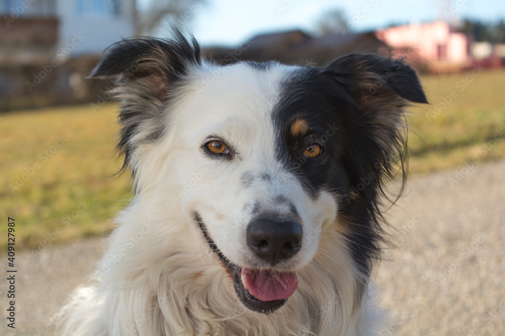 Border Collie With Black And White Face