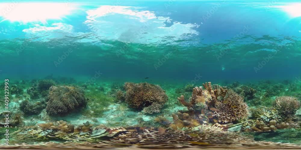 Tropical fishes and coral reef at diving. Underwater world with corals and tropical fishes. Virtual Reality 360. Tropical fishes and coral reef at diving. Underwater world with corals and tropical fishes. Virtual Reality 360.