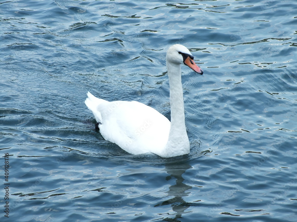 Fototapeta premium swan in a lake