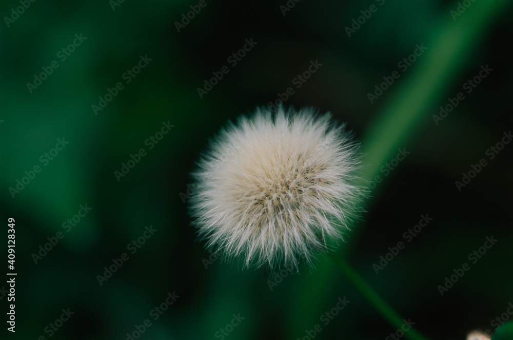 Fototapeta premium Bloom Dandelion