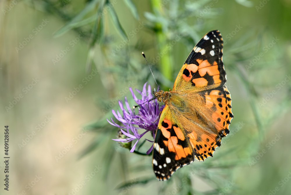 Tortoiseshell Butterfly Aglais Urticae Tortoiseshell Butterfly Aglais Urticae
