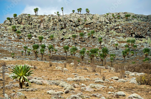 Landscape At The Sanetti Plateau, Bale Mountains, Oromiya, Ethiopia
