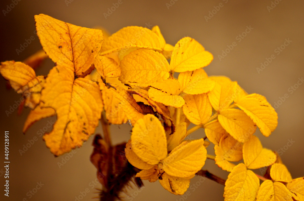 yellow leaves