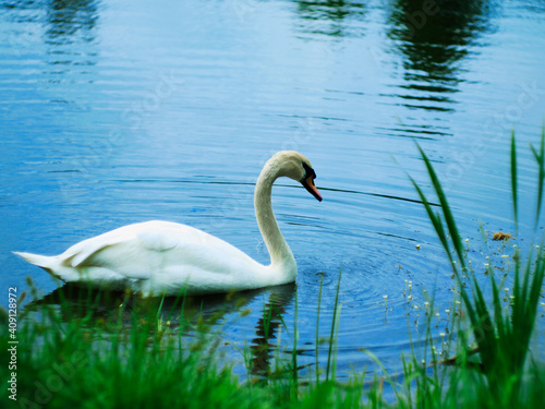 White swan swims in a clean pond. High quality photo