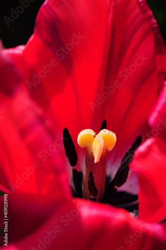 rote Tulpe  close-up