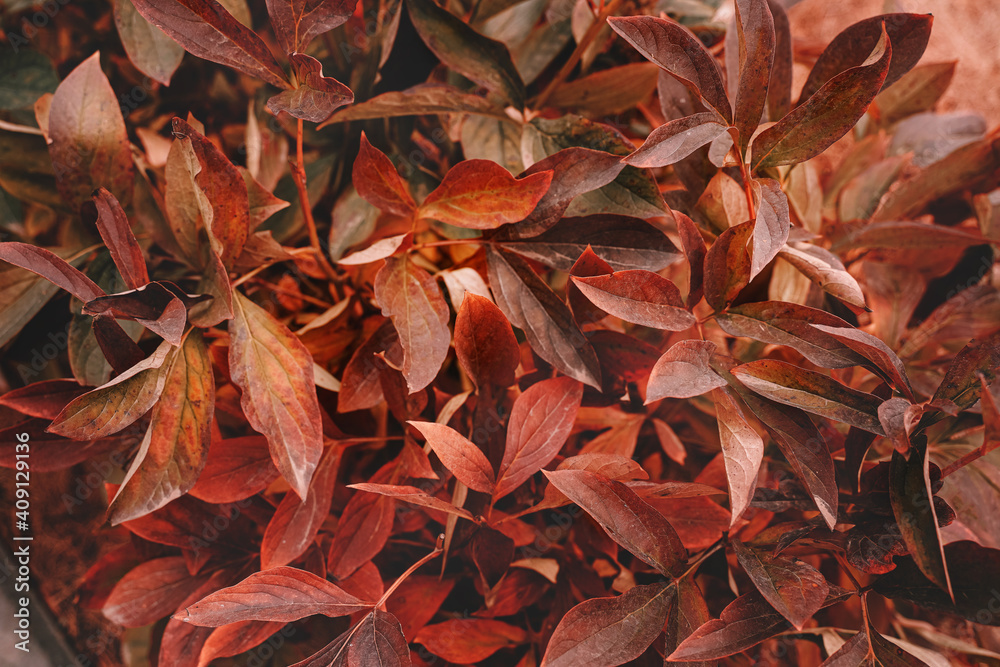 Autumn reddened leaves of peony bush. Close-up