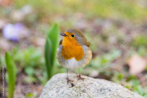  European robin, Erithacus rubecula © Stockfotos