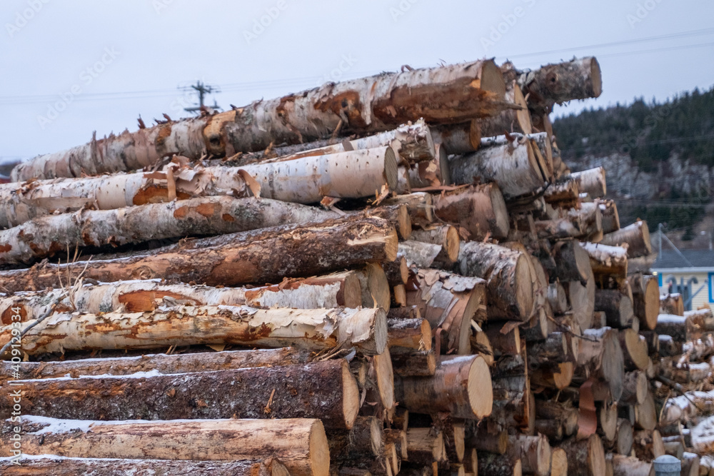 A cord of cut birch wood for firewood piled high under a blue sky with white clouds. The long logs have been cut with a chainsaw from a forest and stacked. They are ready for harvest and logging. A cord of cut birch wood for firewood piled high under a blue sky with white clouds. The long logs have been cut with a chainsaw from a forest and stacked. They are ready for harvest and logging.