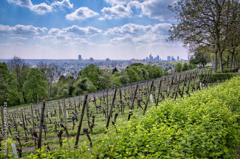 vineyard in Frankfurt