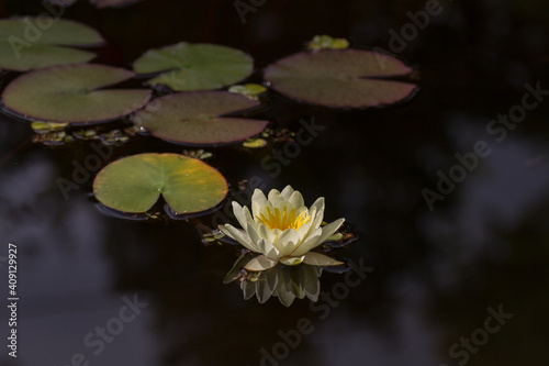 Seerose auf dunklem wasser