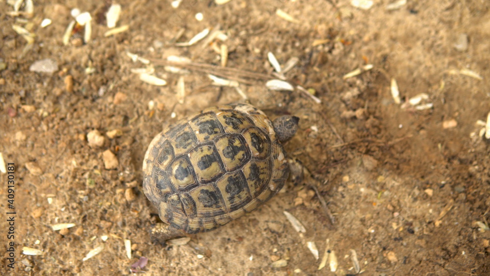The little turtle is crawling. Wild nature. The turtle is slowly crawling. View from above The little turtle is crawling. Wild nature. The turtle is slowly crawling. View from above