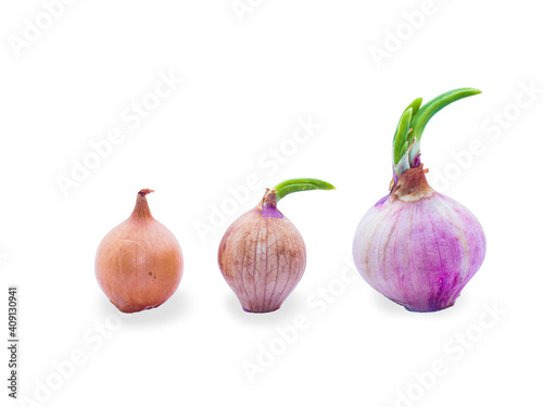 Set of red onions growing from seed to sapling red onions with isolated on white background and clipping path.