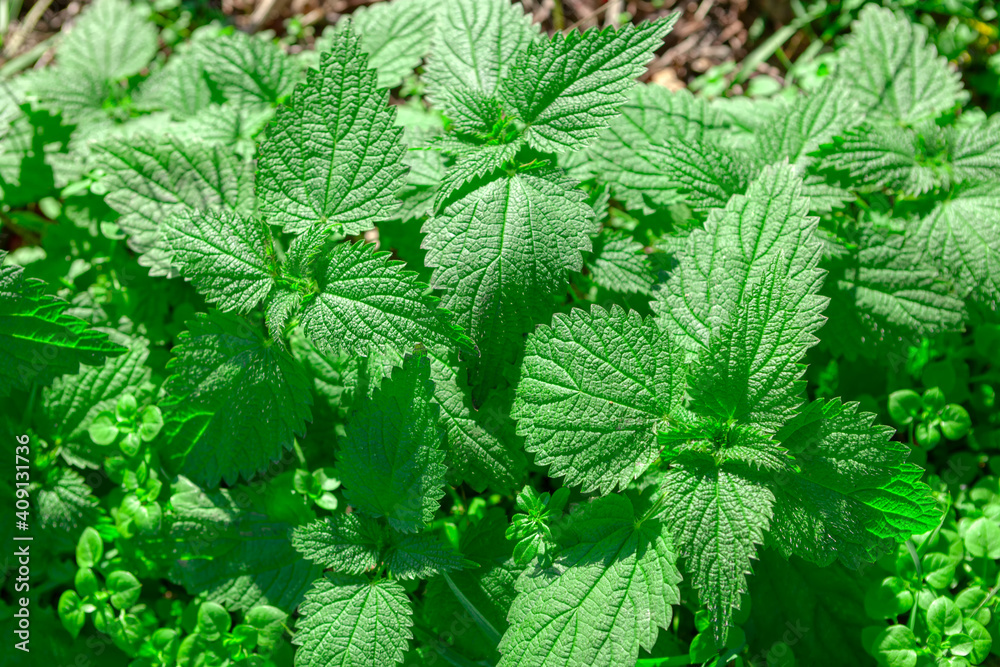 Green leaves of spring nettle. Stinging nettle is a nutritious plant popular in herbal medicine