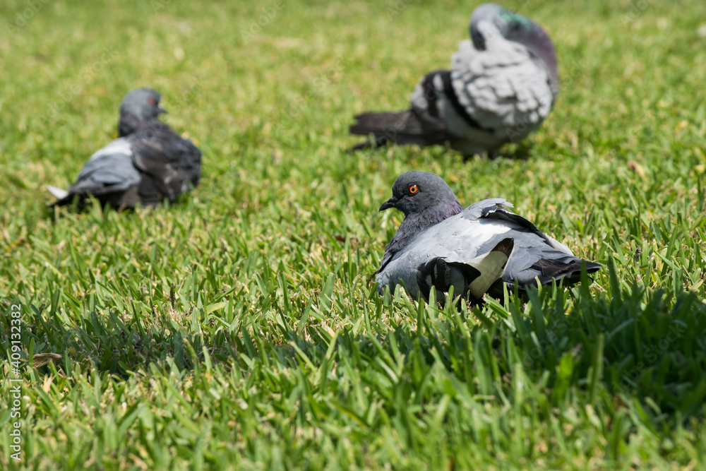Obraz premium Pidgeon taking a nap
