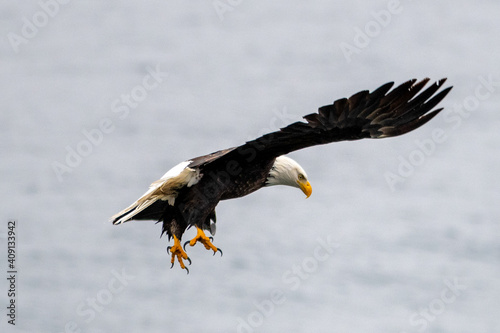 A mature adult American bald eagle pitches on a rock.  The eagle's wings are up and expanded as it gets ready to land.  The eagle's beak and talons are down preparing to catch a fish or land on a rock
