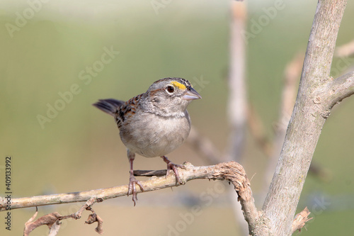Grassland Sparrow (Ammodramus humeralis) perched on a branch on a blurred background