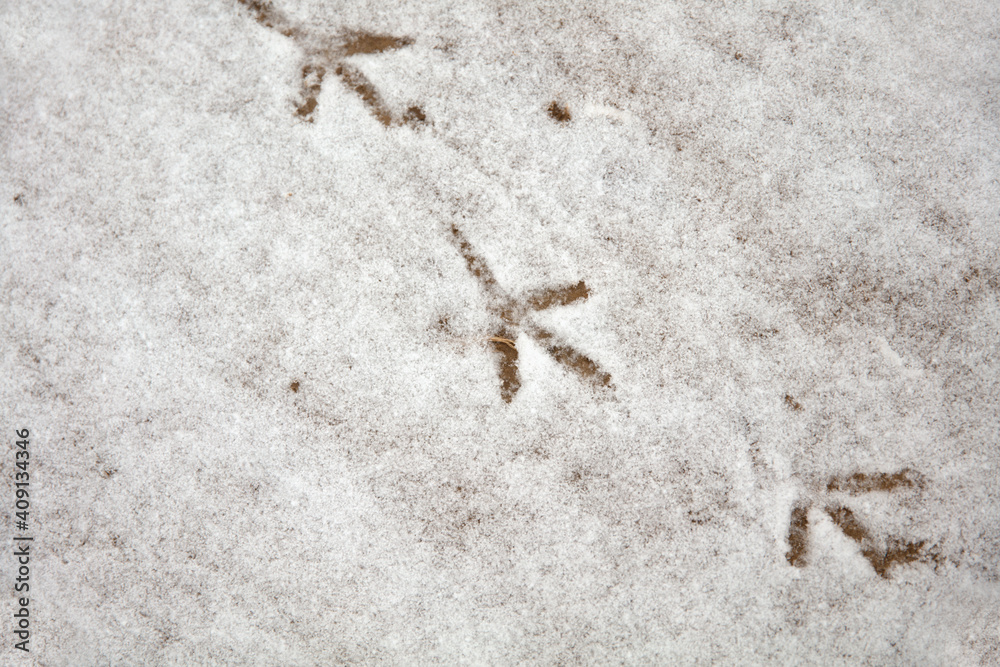 Snow and bird footprints on the ground Snow and bird footprints on the ground
