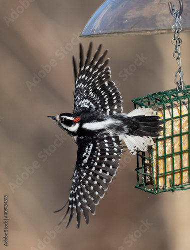 Male Downy Woodpecker in flight