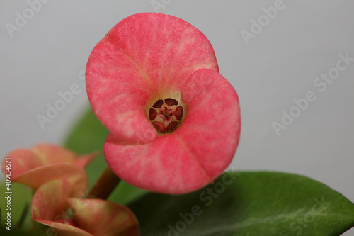 Euphorbia milli flower close up family euphorbiaceae modern background high quality prints