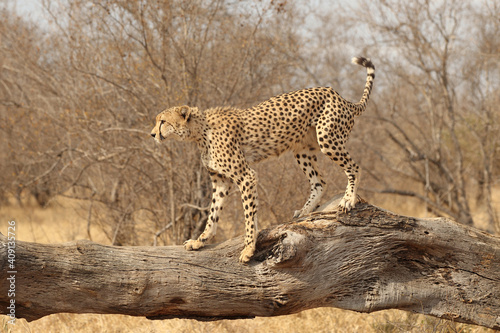 Adult Cheetah in South Africa