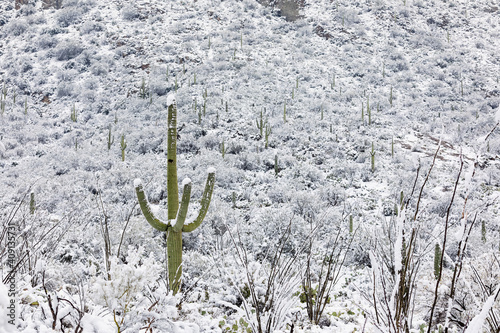 Arizona desert cactus in snow photo