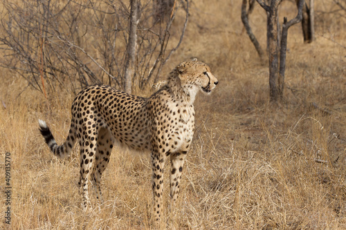 Adult Cheetah in South Africa