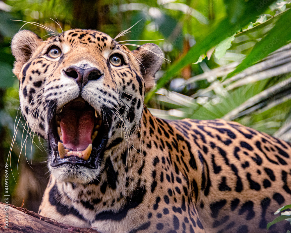 Obraz premium Jaguar Stories