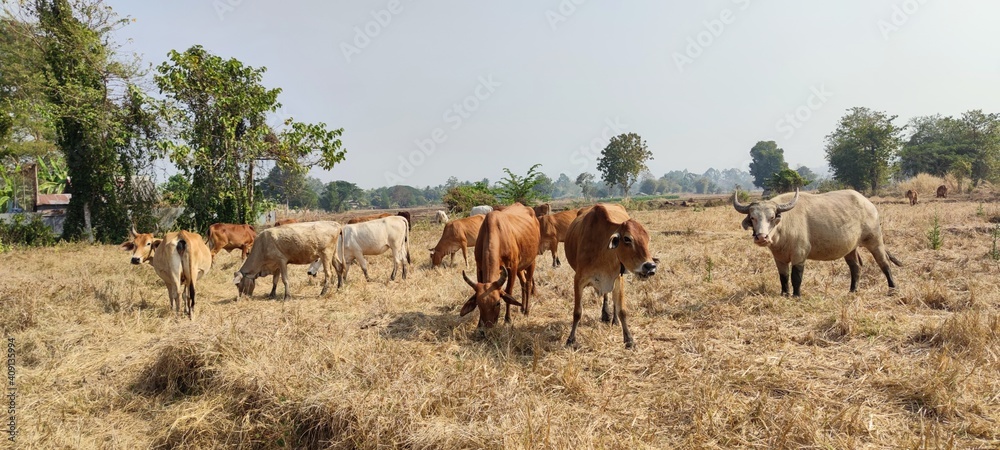 Fototapeta premium Asian cattle foraging in the fields