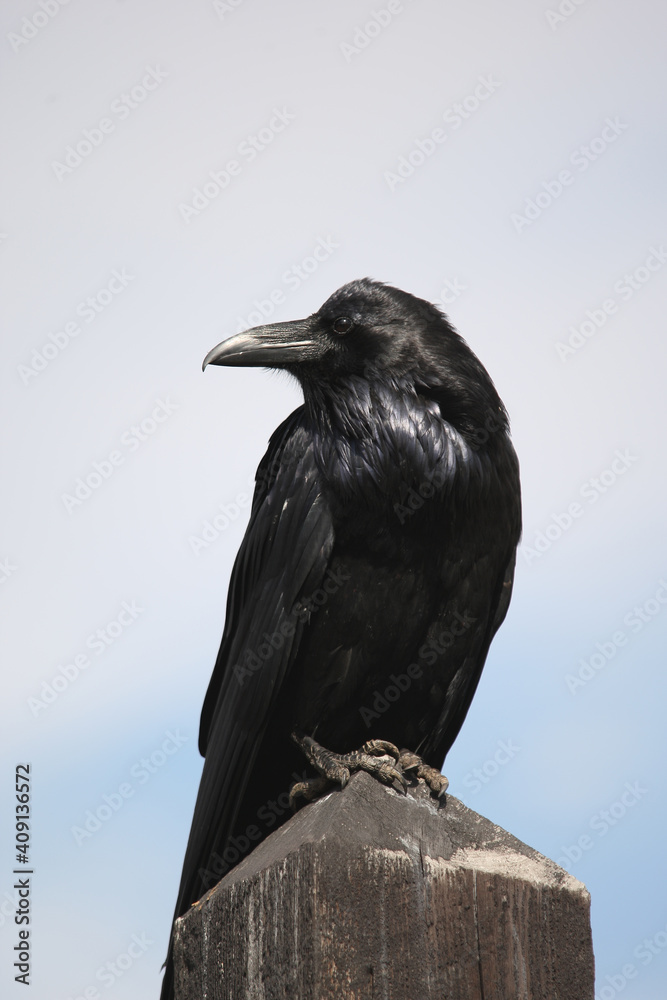 Fototapeta premium Common Raven at Yellowstone national park 