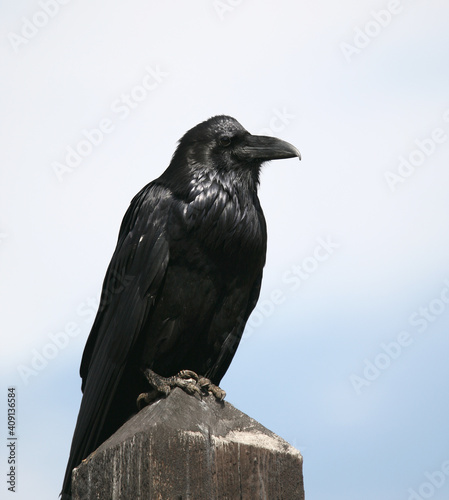 Common Raven at Yellowstone national park 