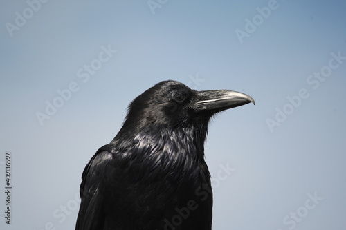 Common Raven at Yellowstone national park  