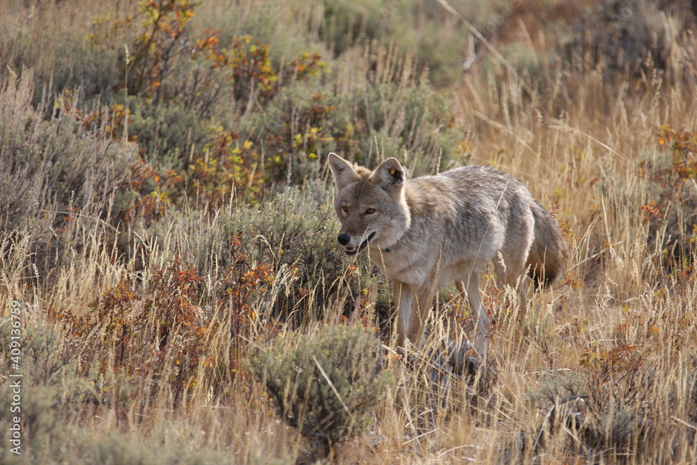 Adult North American Coyote with a radio Collar in Yellowstone national Park Adult North American Coyote with a radio Collar in Yellowstone national Park