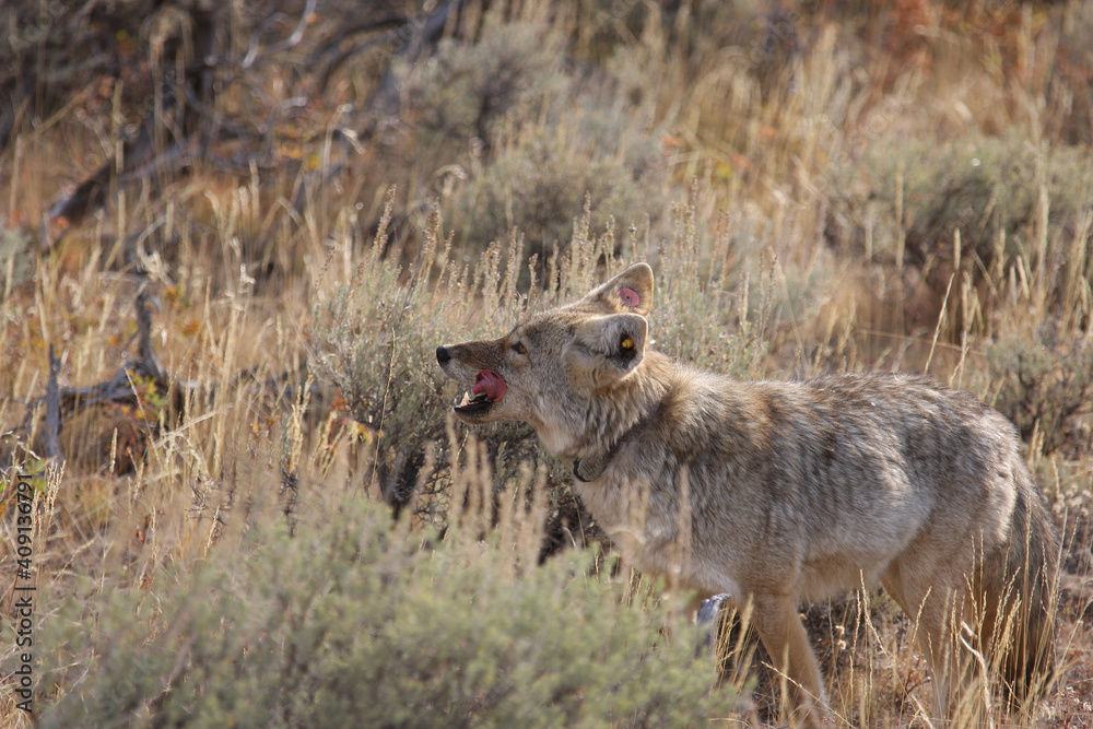 Adult North American Coyote with a radio Collar in Yellowstone national Park Adult North American Coyote with a radio Collar in Yellowstone national Park
