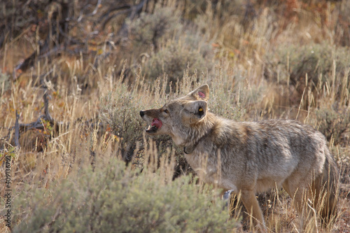 Adult North American Coyote with a radio Collar in Yellowstone national Park