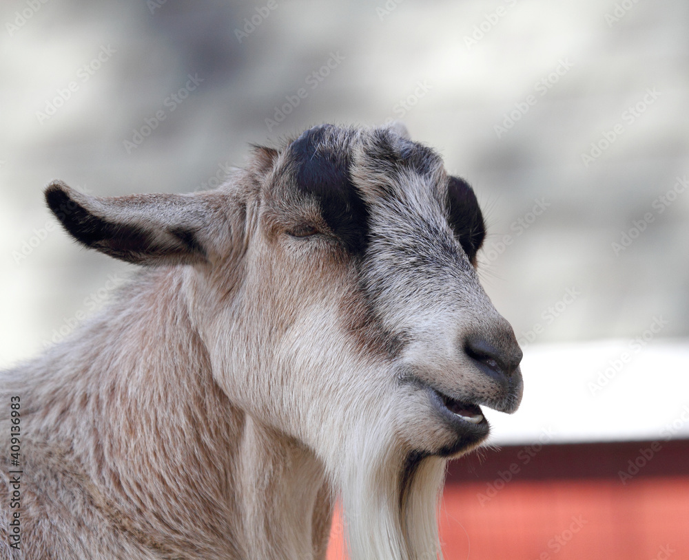 Closeup of goat on farm