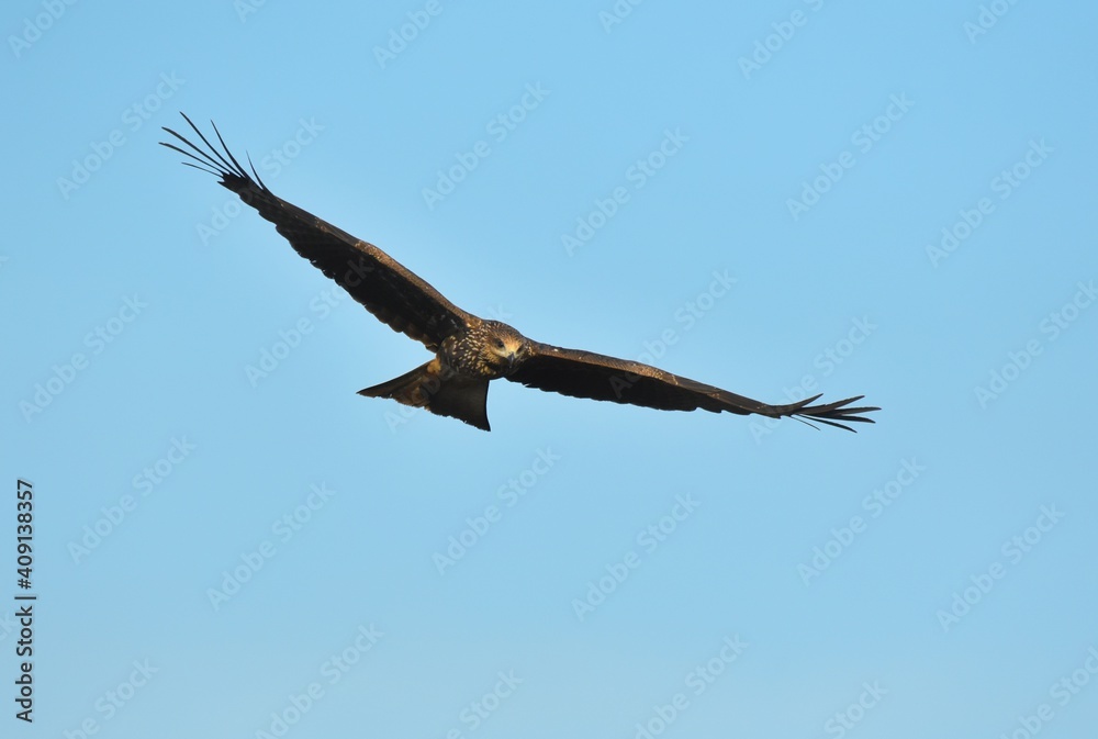 A medium sized bird Male and female have the same characteristics. The body is dark brown and yellow both above and below. Dark brown wings The tail is shallow, the mouth is short, sharp and black. A medium sized bird Male and female have the same characteristics. The body is dark brown and yellow both above and below. Dark brown wings The tail is shallow, the mouth is short, sharp and black.