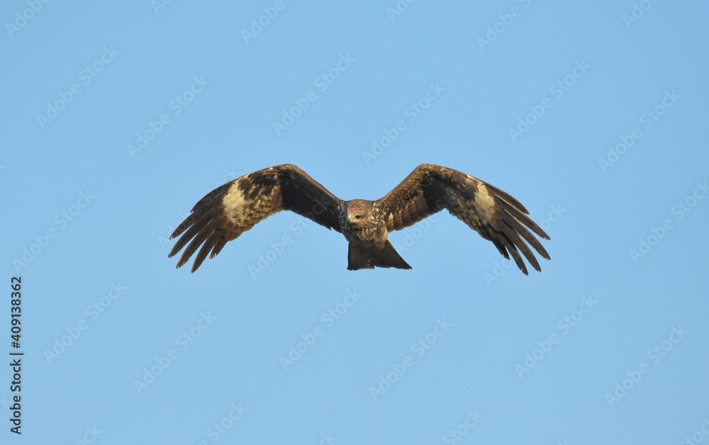 A medium sized bird Male and female have the same characteristics. The body is dark brown and yellow both above and below. Dark brown wings The tail is shallow, the mouth is short, sharp and black. A medium sized bird Male and female have the same characteristics. The body is dark brown and yellow both above and below. Dark brown wings The tail is shallow, the mouth is short, sharp and black.