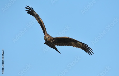 A medium sized bird Male and female have the same characteristics. The body is dark brown and yellow both above and below. Dark brown wings The tail is shallow  the mouth is short  sharp and black.